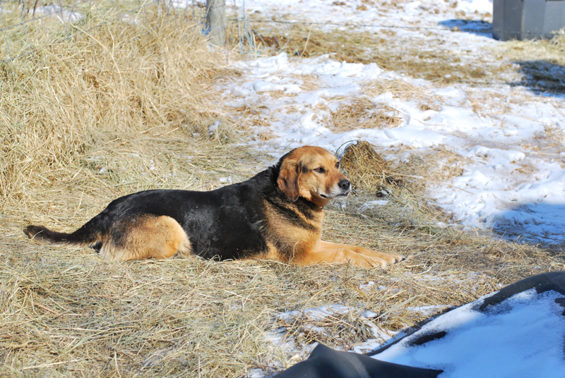 Daisy (winter)