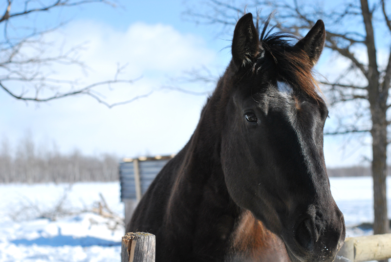 Star (winter)